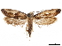  (Monopis longella - CCDB-32973-F11)  @13 [ ] CreativeCommons - Attribution (2019) CBG Photography Group Centre for Biodiversity Genomics