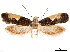  ( - CCDB-32973-F12)  @13 [ ] CreativeCommons - Attribution (2019) CBG Photography Group Centre for Biodiversity Genomics