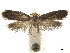  (Monopis mycetophilella - CCDB-32973-G02)  @11 [ ] CreativeCommons - Attribution (2019) CBG Photography Group Centre for Biodiversity Genomics