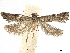  (Herpystis cuscutae - CCDB-32973-G03)  @13 [ ] CreativeCommons - Attribution (2019) CBG Photography Group Centre for Biodiversity Genomics