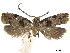  (Herpystis theodora - CCDB-32973-G04)  @11 [ ] CreativeCommons - Attribution (2019) CBG Photography Group Centre for Biodiversity Genomics