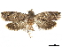 (Icelita cirrholepida - CCDB-32973-G08)  @11 [ ] CreativeCommons - Attribution (2019) CBG Photography Group Centre for Biodiversity Genomics