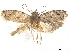  ( - CCDB-32973-G09)  @11 [ ] CreativeCommons - Attribution (2019) CBG Photography Group Centre for Biodiversity Genomics