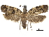  (Heleanna physalodes - CCDB-32973-H03)  @11 [ ] CreativeCommons - Attribution (2019) CBG Photography Group Centre for Biodiversity Genomics