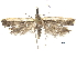  ( - CCDB-32974-A01)  @11 [ ] CreativeCommons - Attribution (2019) CBG Photography Group Centre for Biodiversity Genomics