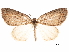  ( - CCDB-32974-B03)  @11 [ ] CreativeCommons - Attribution (2019) CBG Photography Group Centre for Biodiversity Genomics