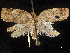  ( - CCDB-32974-C04)  @11 [ ] CreativeCommons - Attribution (2019) CBG Photography Group Centre for Biodiversity Genomics