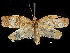 ( - CCDB-32974-C05)  @11 [ ] CreativeCommons - Attribution (2019) CBG Photography Group Centre for Biodiversity Genomics