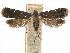  ( - CCDB-32974-E09)  @11 [ ] CreativeCommons - Attribution (2019) CBG Photography Group Centre for Biodiversity Genomics