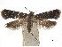  ( - CCDB-32974-E10)  @11 [ ] CreativeCommons - Attribution (2019) CBG Photography Group Centre for Biodiversity Genomics