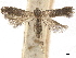  ( - CCDB-32974-F01)  @11 [ ] CreativeCommons - Attribution (2019) CBG Photography Group Centre for Biodiversity Genomics