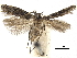  ( - CCDB-32974-G05)  @11 [ ] CreativeCommons - Attribution (2019) CBG Photography Group Centre for Biodiversity Genomics