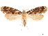  ( - CCDB-32975-C05)  @14 [ ] CreativeCommons - Attribution (2019) CBG Photography Group Centre for Biodiversity Genomics