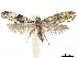  ( - CCDB-32975-C08)  @11 [ ] CreativeCommons - Attribution (2019) CBG Photography Group Centre for Biodiversity Genomics