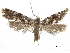  ( - CCDB-32975-D08)  @11 [ ] CreativeCommons - Attribution (2019) CBG Photography Group Centre for Biodiversity Genomics