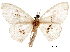  (Somatina mozambica - CCDB-32975-F08)  @11 [ ] CreativeCommons - Attribution (2019) CBG Photography Group Centre for Biodiversity Genomics
