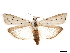  (Myelois cribrella - CCDB-32976-A01)  @11 [ ] CreativeCommons - Attribution (2019) CBG Photography Group Centre for Biodiversity Genomics