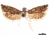  ( - CCDB-32976-A12)  @13 [ ] CreativeCommons - Attribution (2019) CBG Photography Group Centre for Biodiversity Genomics