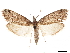  ( - CCDB-32976-B11)  @11 [ ] CreativeCommons - Attribution (2019) CBG Photography Group Centre for Biodiversity Genomics
