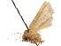  ( - CCDB-32976-C09)  @11 [ ] CreativeCommons - Attribution (2019) CBG Photography Group Centre for Biodiversity Genomics