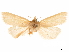  (Neleucania bicolorata - CCDB-32976-C10)  @12 [ ] CreativeCommons - Attribution (2019) CBG Photography Group Centre for Biodiversity Genomics