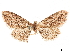  ( - CCDB-32976-E08)  @11 [ ] CreativeCommons - Attribution (2019) CBG Photography Group Centre for Biodiversity Genomics