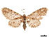  ( - CCDB-32976-E09)  @11 [ ] CreativeCommons - Attribution (2019) CBG Photography Group Centre for Biodiversity Genomics