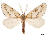  ( - CCDB-32976-F03)  @11 [ ] CreativeCommons - Attribution (2019) CBG Photography Group Centre for Biodiversity Genomics
