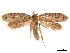  ( - CCDB-32976-G10)  @11 [ ] CreativeCommons - Attribution (2019) CBG Photography Group Centre for Biodiversity Genomics