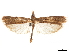  ( - CCDB-32976-H02)  @11 [ ] CreativeCommons - Attribution (2019) CBG Photography Group Centre for Biodiversity Genomics