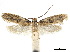  ( - CCDB-32977-A08)  @12 [ ] CreativeCommons - Attribution (2019) CBG Photography Group Centre for Biodiversity Genomics
