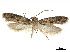  ( - CCDB-32977-A09)  @12 [ ] CreativeCommons - Attribution (2019) CBG Photography Group Centre for Biodiversity Genomics