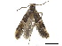  (Oenoe euphrantis - CCDB-32977-A10)  @11 [ ] CreativeCommons - Attribution (2019) CBG Photography Group Centre for Biodiversity Genomics