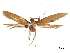  ( - CCDB-32977-B08)  @11 [ ] CreativeCommons - Attribution (2019) CBG Photography Group Centre for Biodiversity Genomics