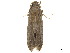  ( - CCDB-32977-C01)  @11 [ ] CreativeCommons - Attribution (2019) CBG Photography Group Centre for Biodiversity Genomics