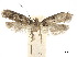  ( - CCDB-32977-C10)  @11 [ ] CreativeCommons - Attribution (2019) CBG Photography Group Centre for Biodiversity Genomics