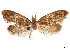  ( - CCDB-32977-D06)  @11 [ ] CreativeCommons - Attribution (2019) CBG Photography Group Centre for Biodiversity Genomics