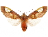  ( - CCDB-32978-C02)  @13 [ ] CreativeCommons - Attribution (2018) CBG Photography Group Centre for Biodiversity Genomics