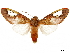  ( - CCDB-32978-C03)  @13 [ ] CreativeCommons - Attribution (2018) CBG Photography Group Centre for Biodiversity Genomics