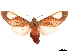  ( - CCDB-32978-C04)  @11 [ ] CreativeCommons - Attribution (2018) CBG Photography Group Centre for Biodiversity Genomics