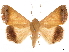  ( - CCDB-32978-C06)  @11 [ ] CreativeCommons - Attribution (2018) CBG Photography Group Centre for Biodiversity Genomics