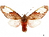  ( - CCDB-32978-F10)  @11 [ ] CreativeCommons - Attribution (2019) CBG Photography Group Centre for Biodiversity Genomics