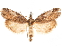  ( - CCDB-32978-H01)  @11 [ ] CreativeCommons - Attribution (2019) CBG Photography Group Centre for Biodiversity Genomics