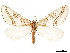  (Philtraea mexicana - CCDB-32978-H03)  @11 [ ] CreativeCommons - Attribution (2019) CBG Photography Group Centre for Biodiversity Genomics