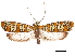  (Atteva punctella - CCDB-33185-B04)  @11 [ ] CreativeCommons - Attribution (2019) CBG Photography Group Centre for Biodiversity Genomics