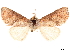  ( - CCDB-33185-B12)  @11 [ ] CreativeCommons - Attribution (2019) CBG Photography Group Centre for Biodiversity Genomics