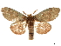  (Netria arisemna - CCDB-33185-C04)  @11 [ ] CreativeCommons - Attribution (2019) CBG Photography Group Centre for Biodiversity Genomics