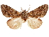  (Syntypistis chloriolus - CCDB-33185-C05)  @11 [ ] CreativeCommons - Attribution (2019) CBG Photography Group Centre for Biodiversity Genomics