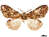  ( - CCDB-33185-C06)  @11 [ ] CreativeCommons - Attribution (2019) CBG Photography Group Centre for Biodiversity Genomics