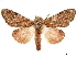  (Syntypistis papuana - CCDB-33185-C09)  @11 [ ] CreativeCommons - Attribution (2019) CBG Photography Group Centre for Biodiversity Genomics